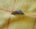 Beavertail silber, zum Anschrauben für P210-5 P210-6